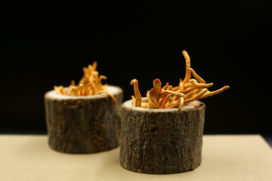 Melena de león, reishi y cordyceps: el trío que impulsa tu mente